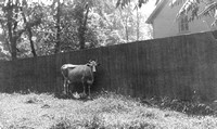 Cow on the Austin Estate, Lake & Forest, c. 1902