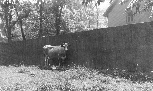 Cow on the Austin Estate, Lake & Forest, c. 1902